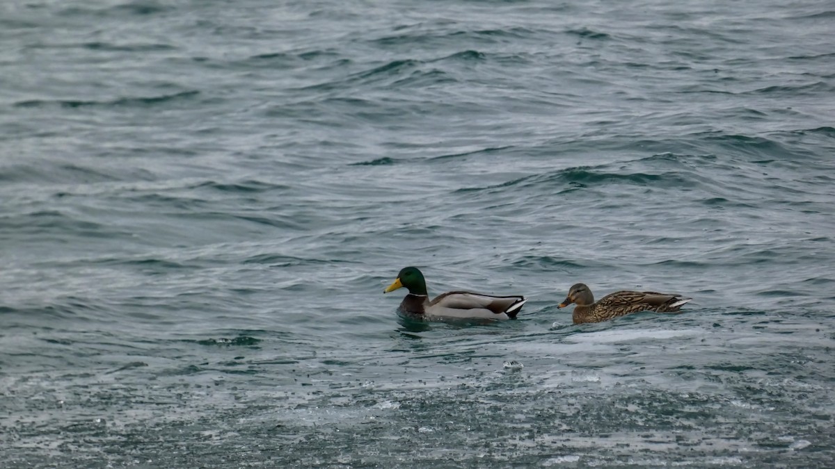 EBird Checklist 21 Jan 2024 Tommy Thompson Park 38 Species   1200