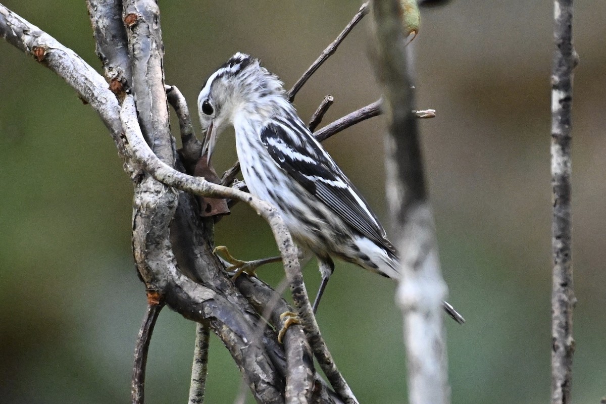 Black-and-white Warbler - ML613840297