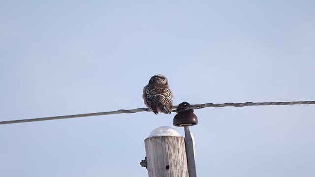 Northern Hawk Owl - ML613840625