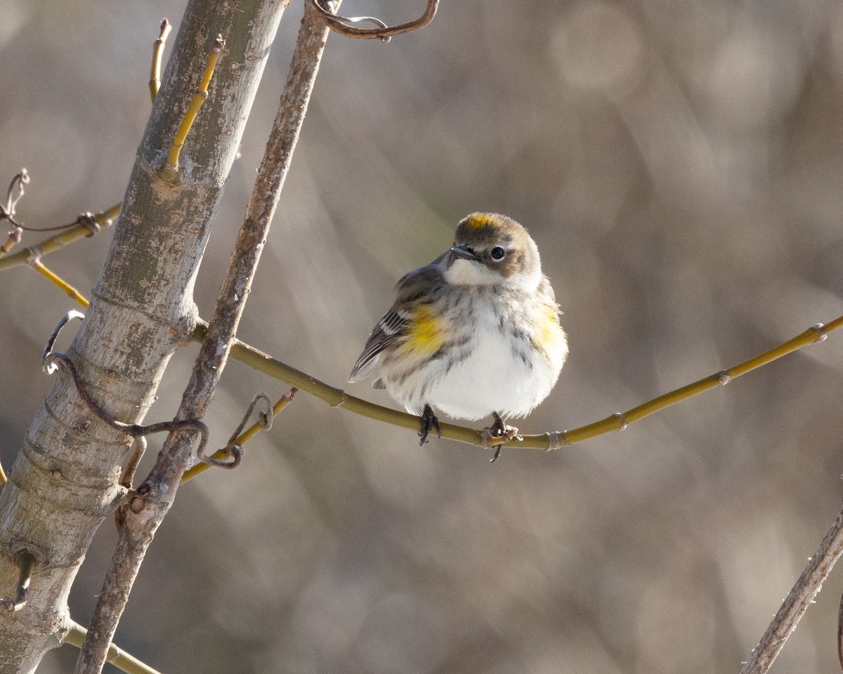 Yellow-rumped Warbler (Myrtle) - Mary McKitrick