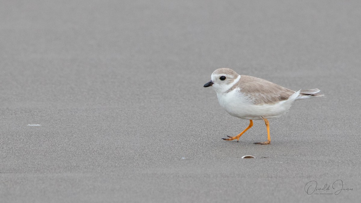 Piping Plover - ML613840890
