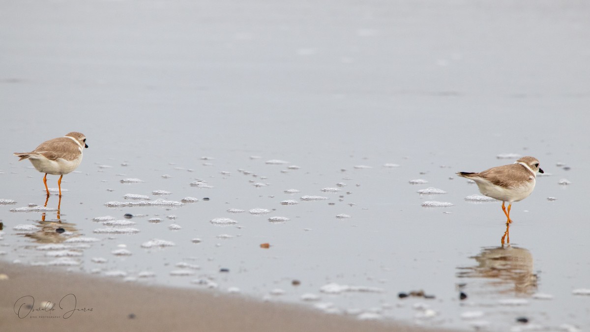 Piping Plover - ML613840891