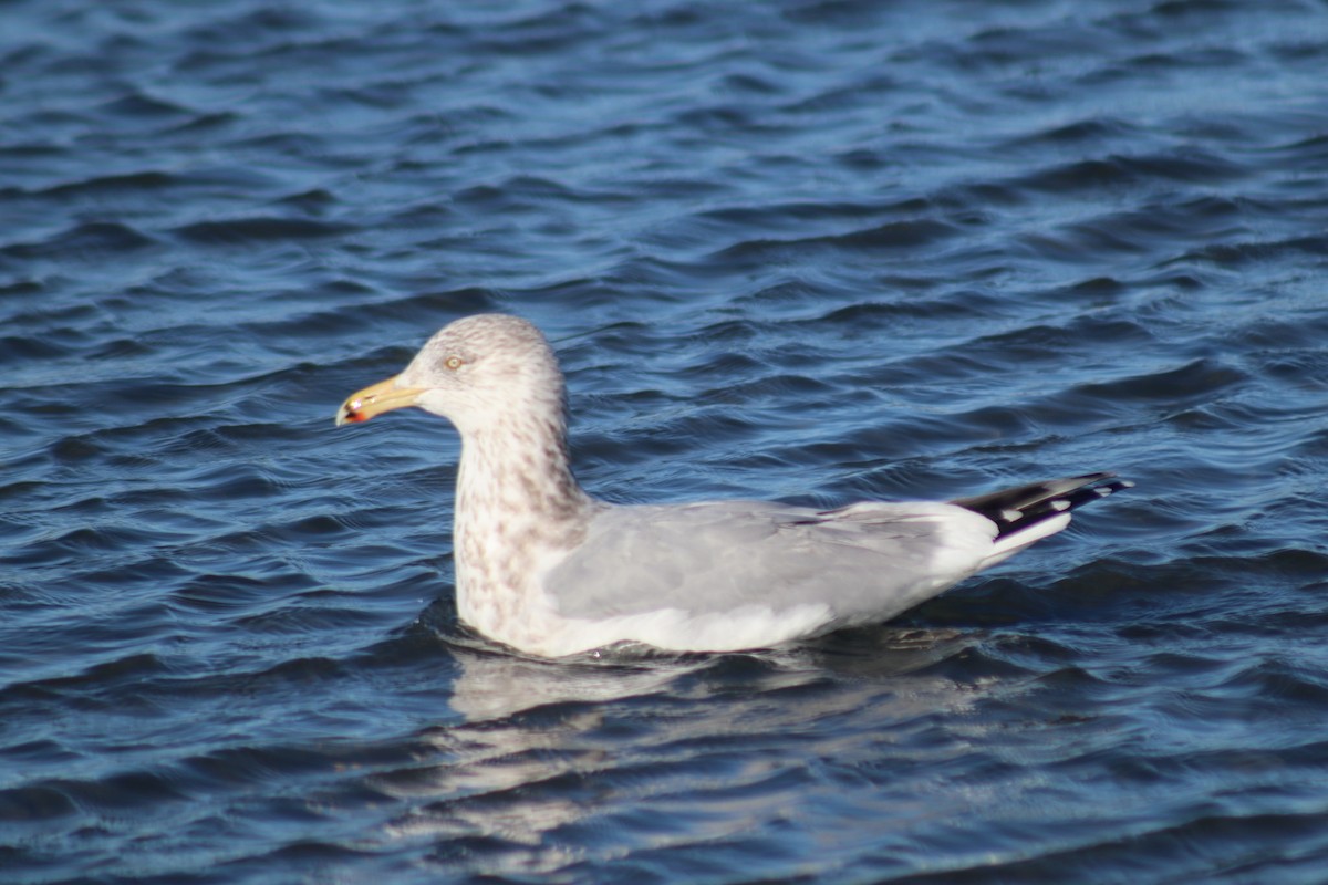 Herring Gull (American) - ML613840894