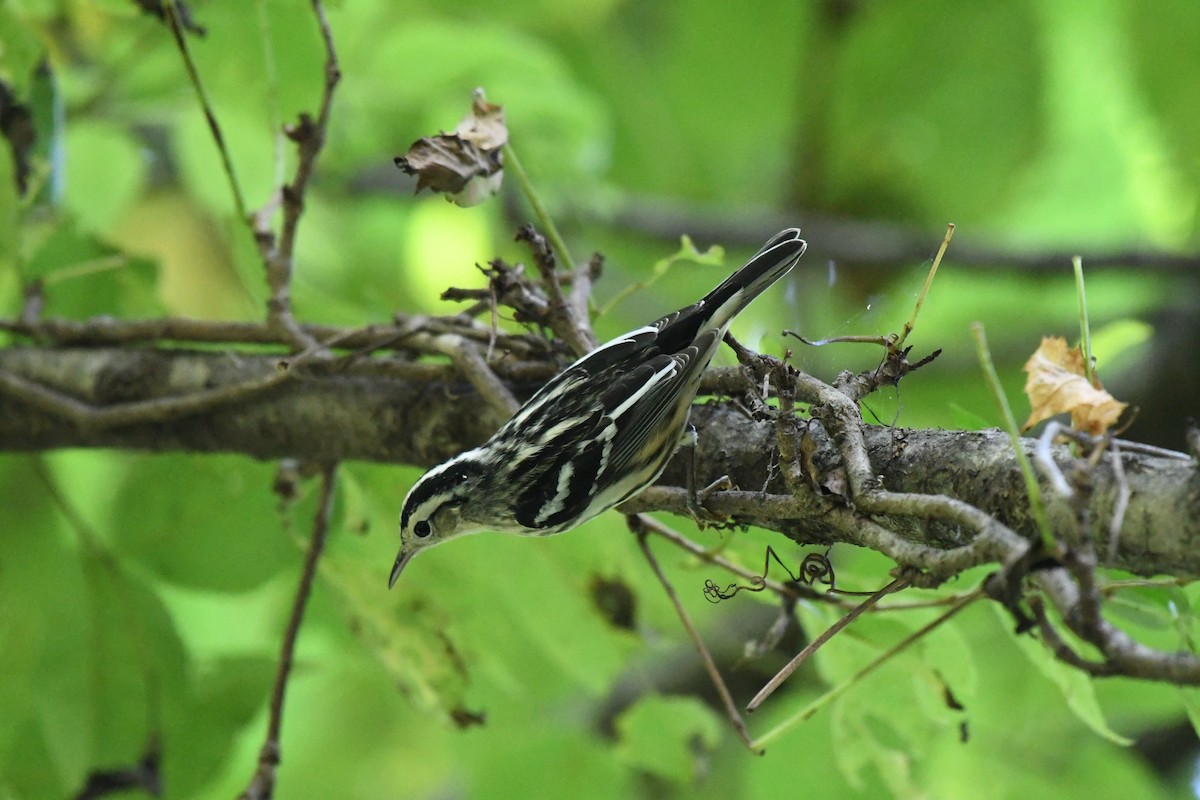 Black-and-white Warbler - ML613840897