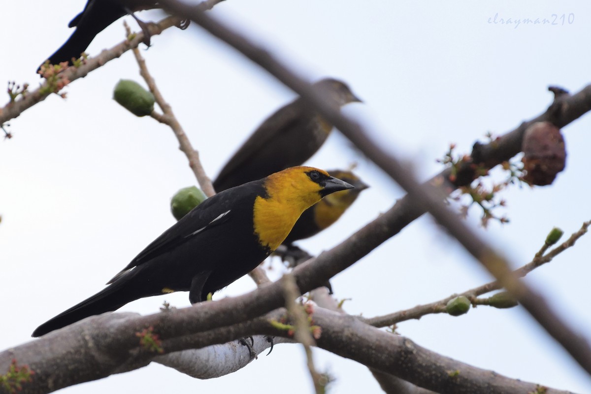 Yellow-headed Blackbird - ML61384091