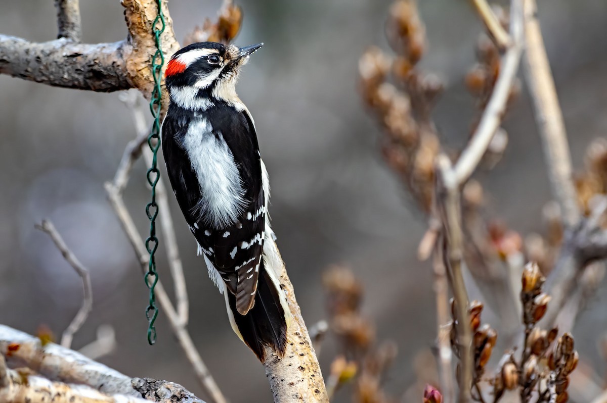Downy Woodpecker - ML613840974
