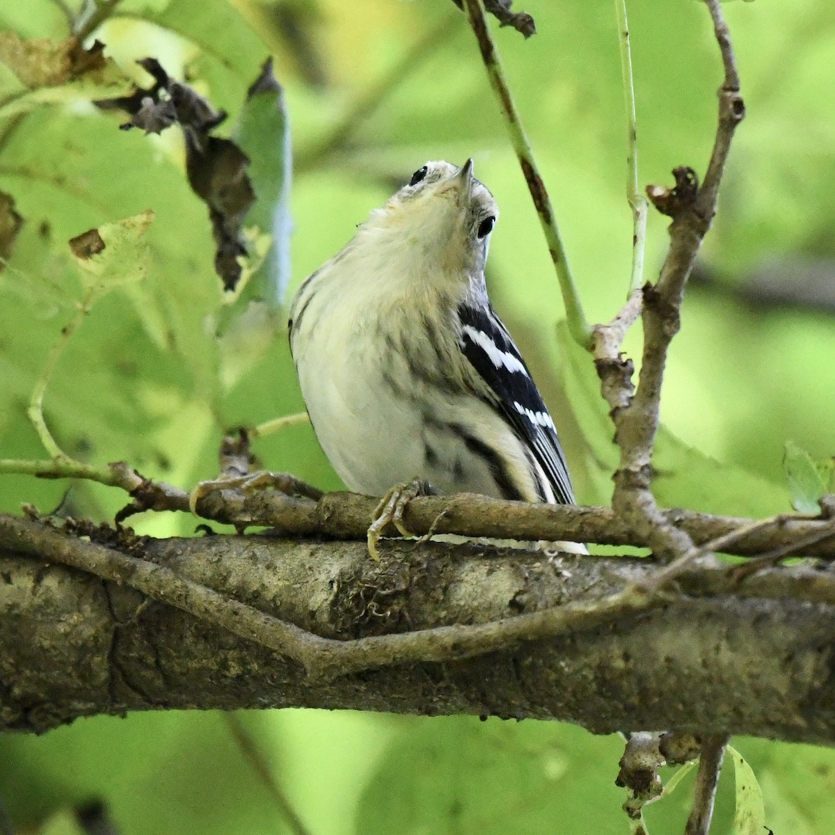Black-and-white Warbler - ML613841090