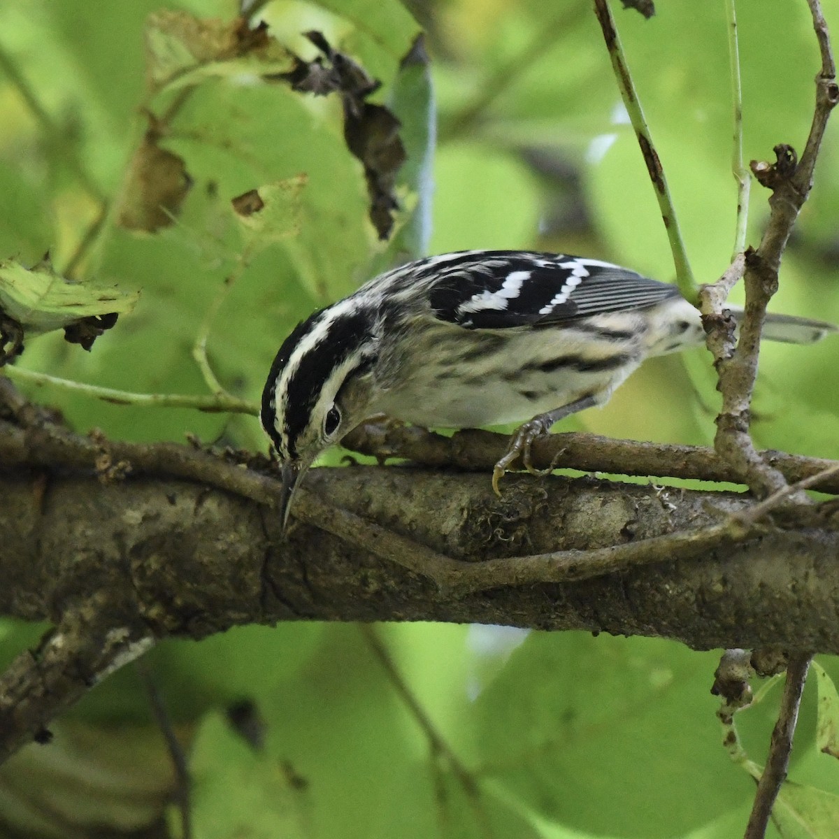 Black-and-white Warbler - ML613841095