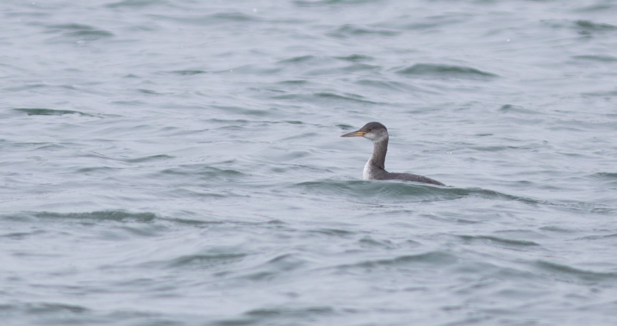 Red-necked Grebe - ML613841625