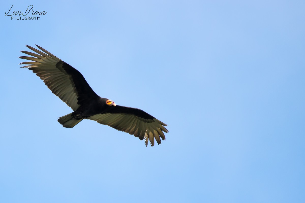 Lesser Yellow-headed Vulture - ML613841770