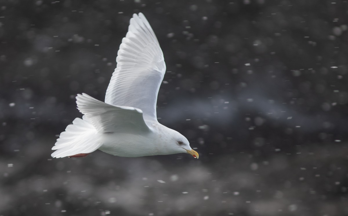 Iceland Gull (kumlieni) - Doug Hitchcox