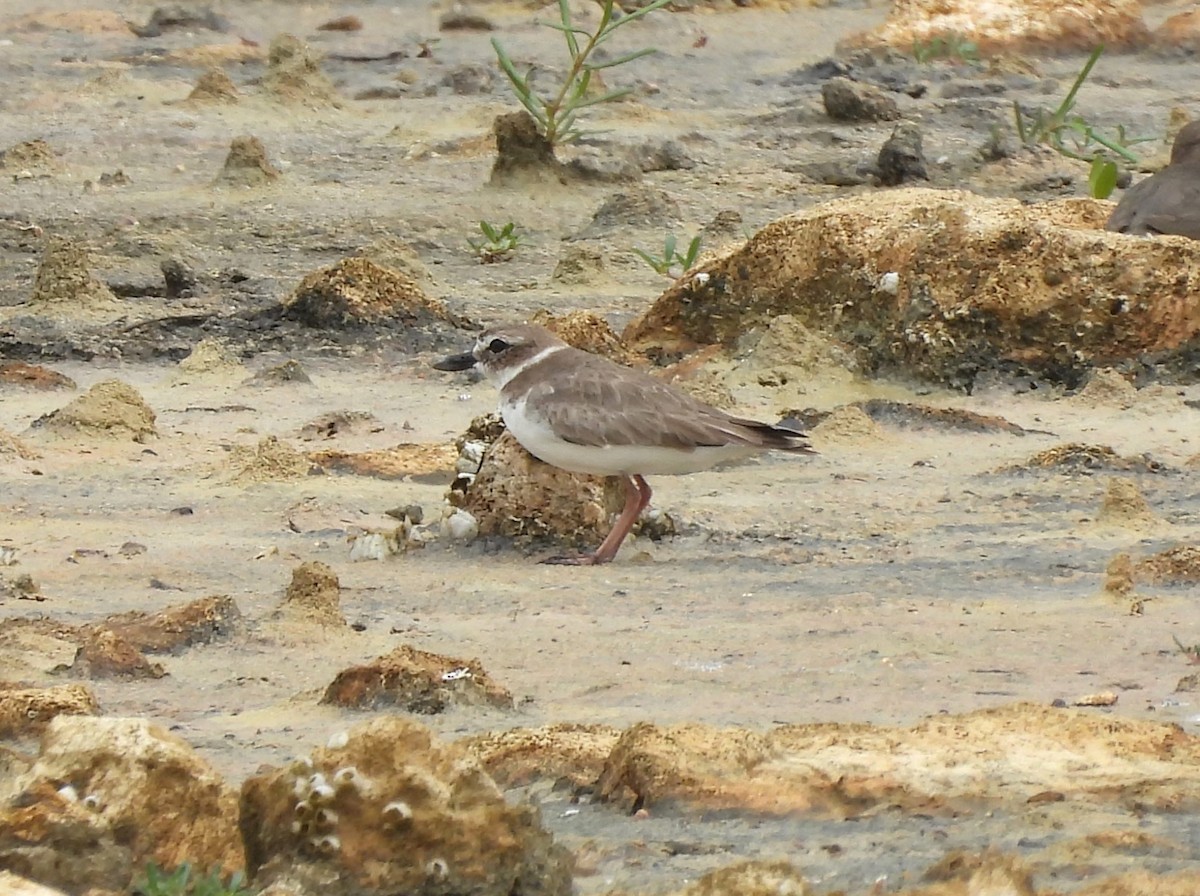 Wilson's Plover - Jenny Young