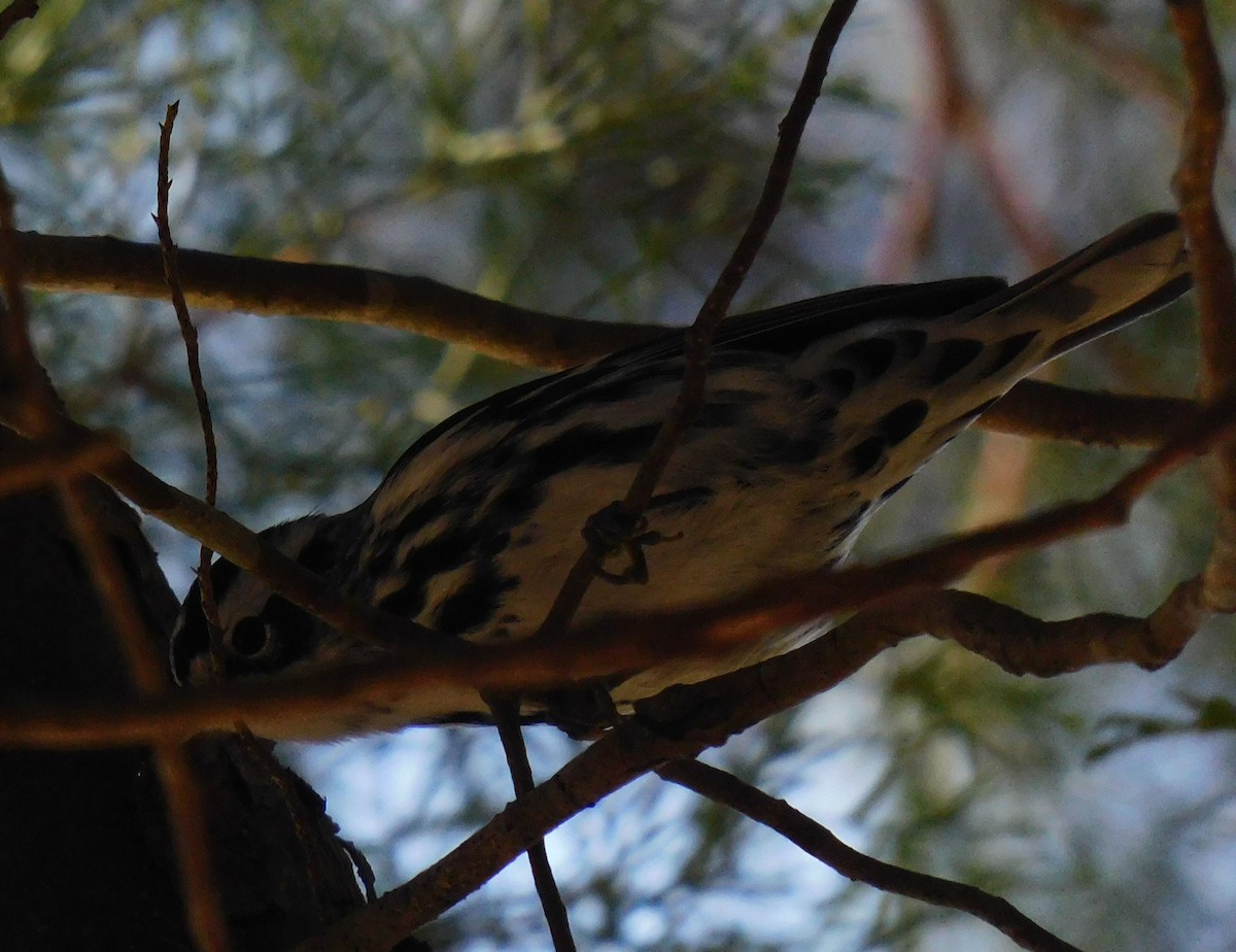 Black-and-white Warbler - ML613842367