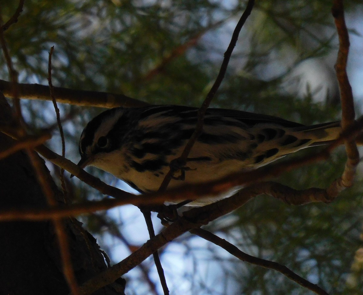 Black-and-white Warbler - ML613842368