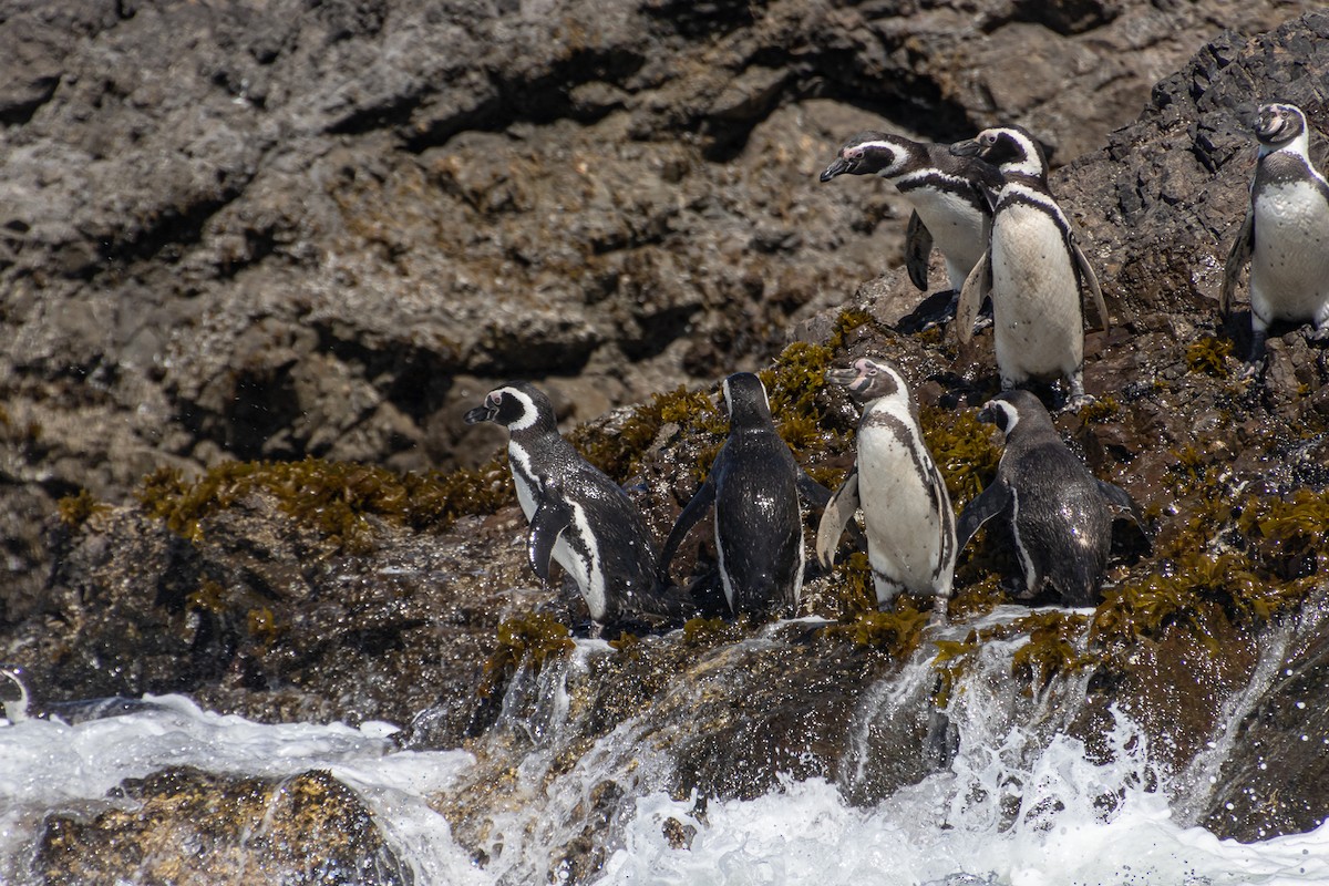 Pingüino de Humboldt - ML613842388