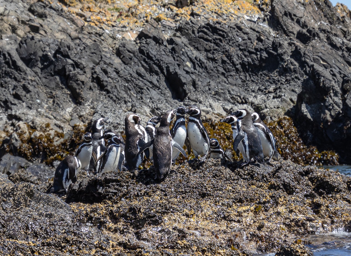 Magellanic Penguin - Christian  Araos