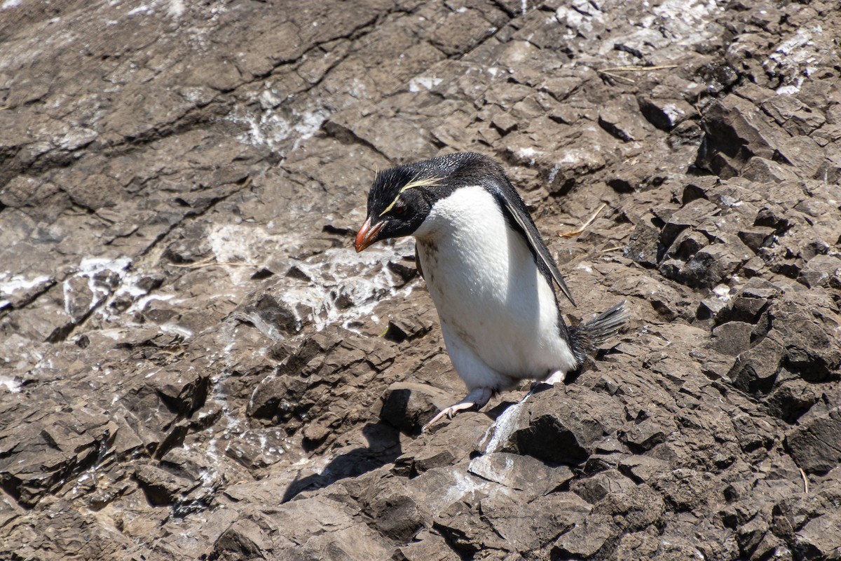 Southern Rockhopper Penguin - ML613842407