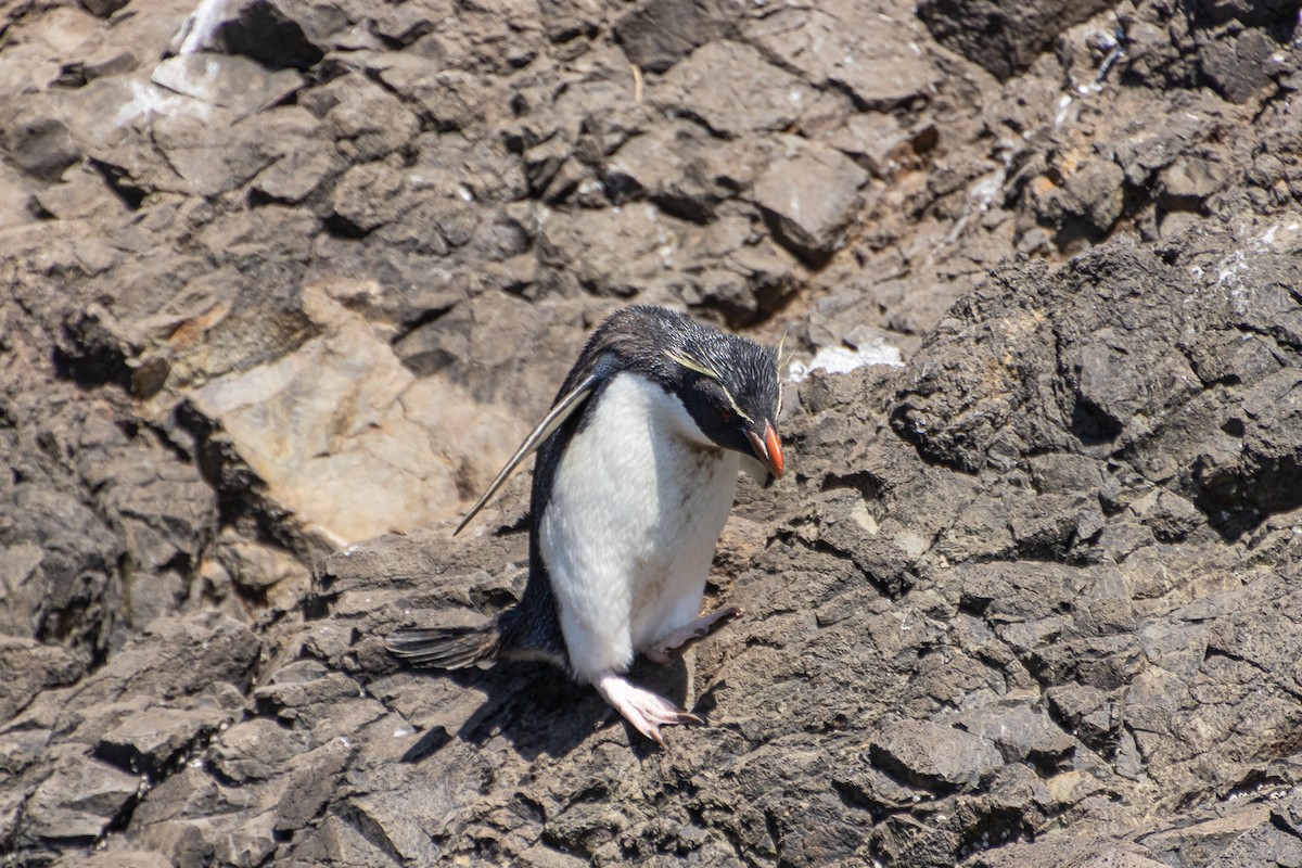 Pingüino Saltarrocas Meridional - ML613842408