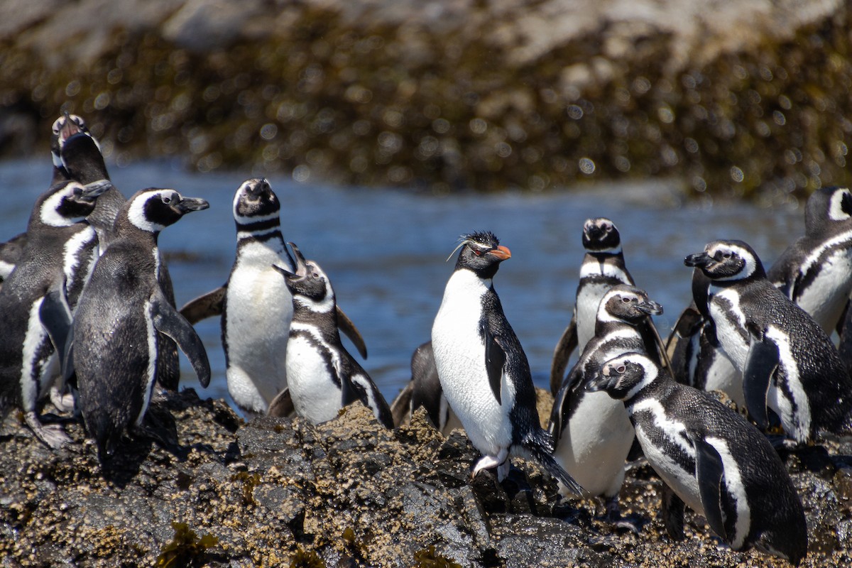 Southern Rockhopper Penguin - Christian  Araos