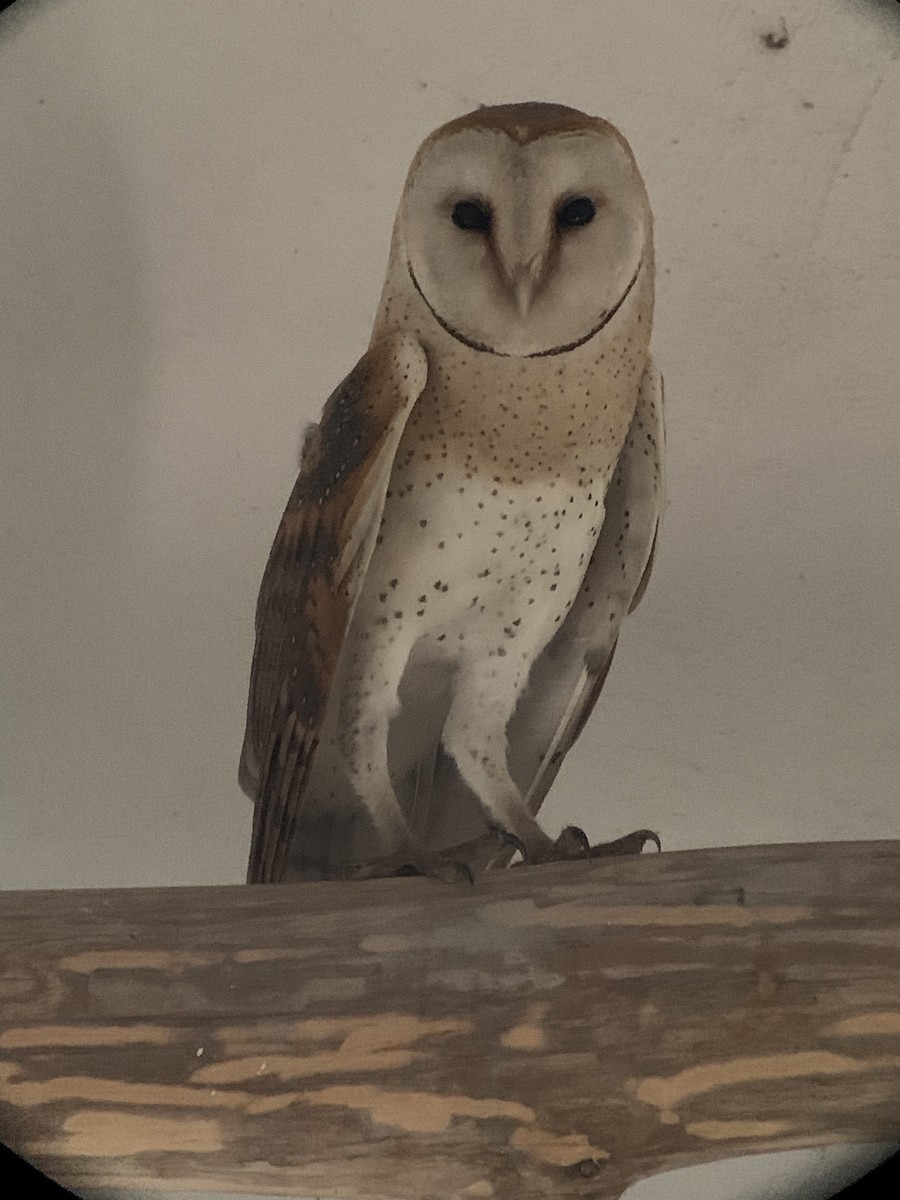 Barn Owl (African) - ML613842715