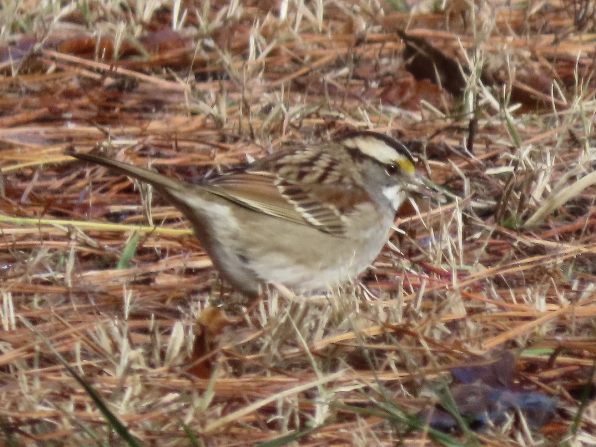 White-throated Sparrow - ML613843206