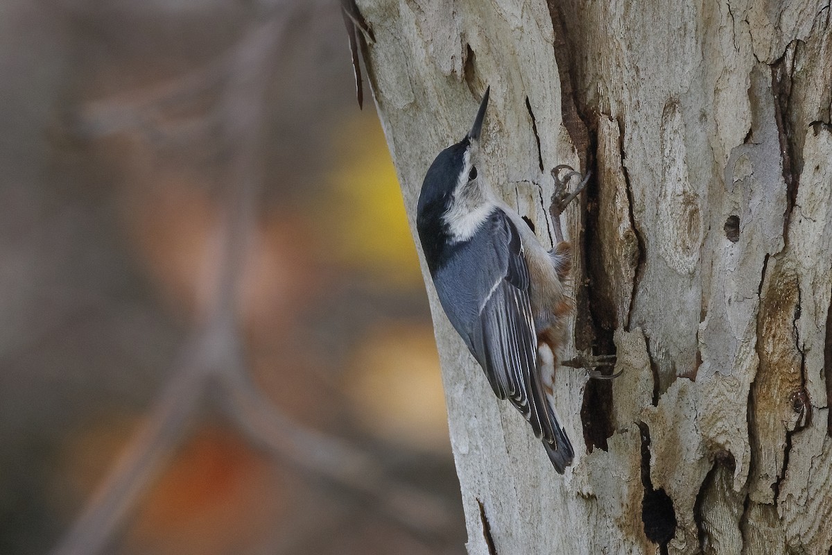 White-breasted Nuthatch - ML613843311