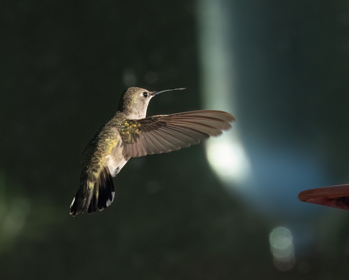 Ruby-throated Hummingbird - ML613843319