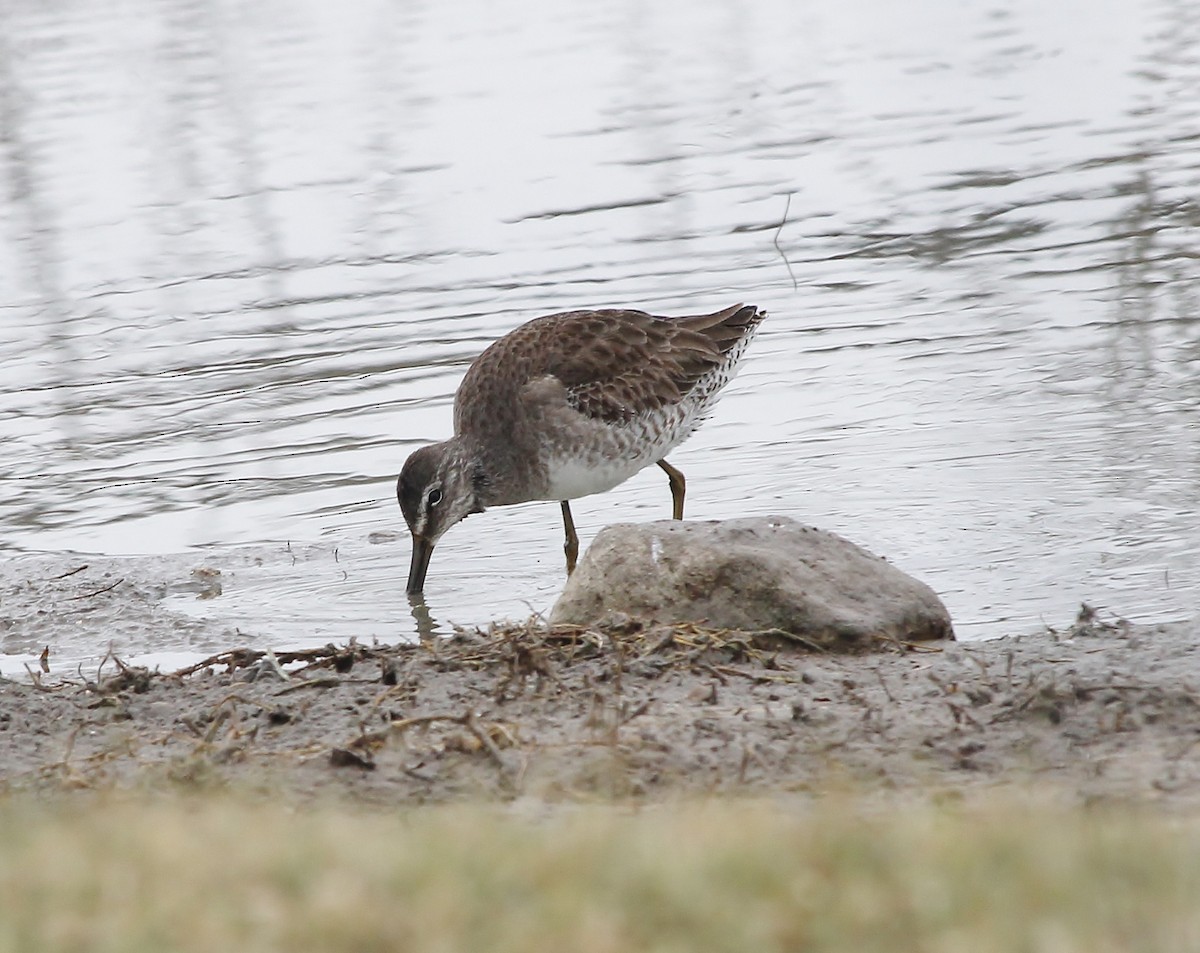 Long-billed Dowitcher - ML613843417