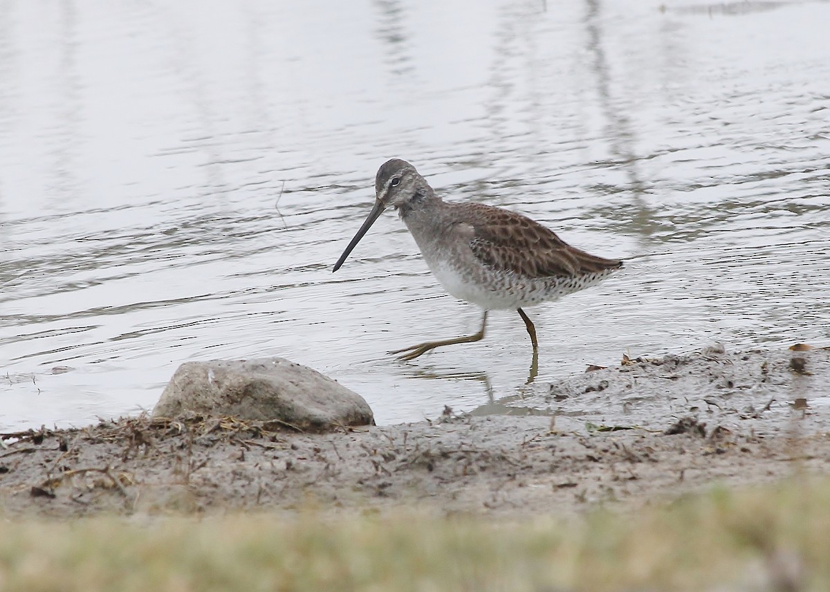 Long-billed Dowitcher - ML613843418