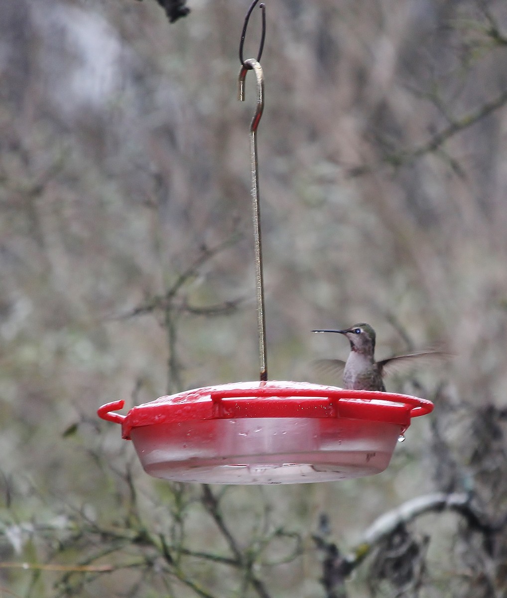 Anna's Hummingbird - ML613843495