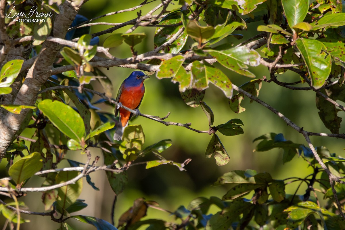 Painted Bunting - ML613843646