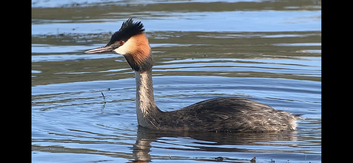 Great Crested Grebe - ML613843863