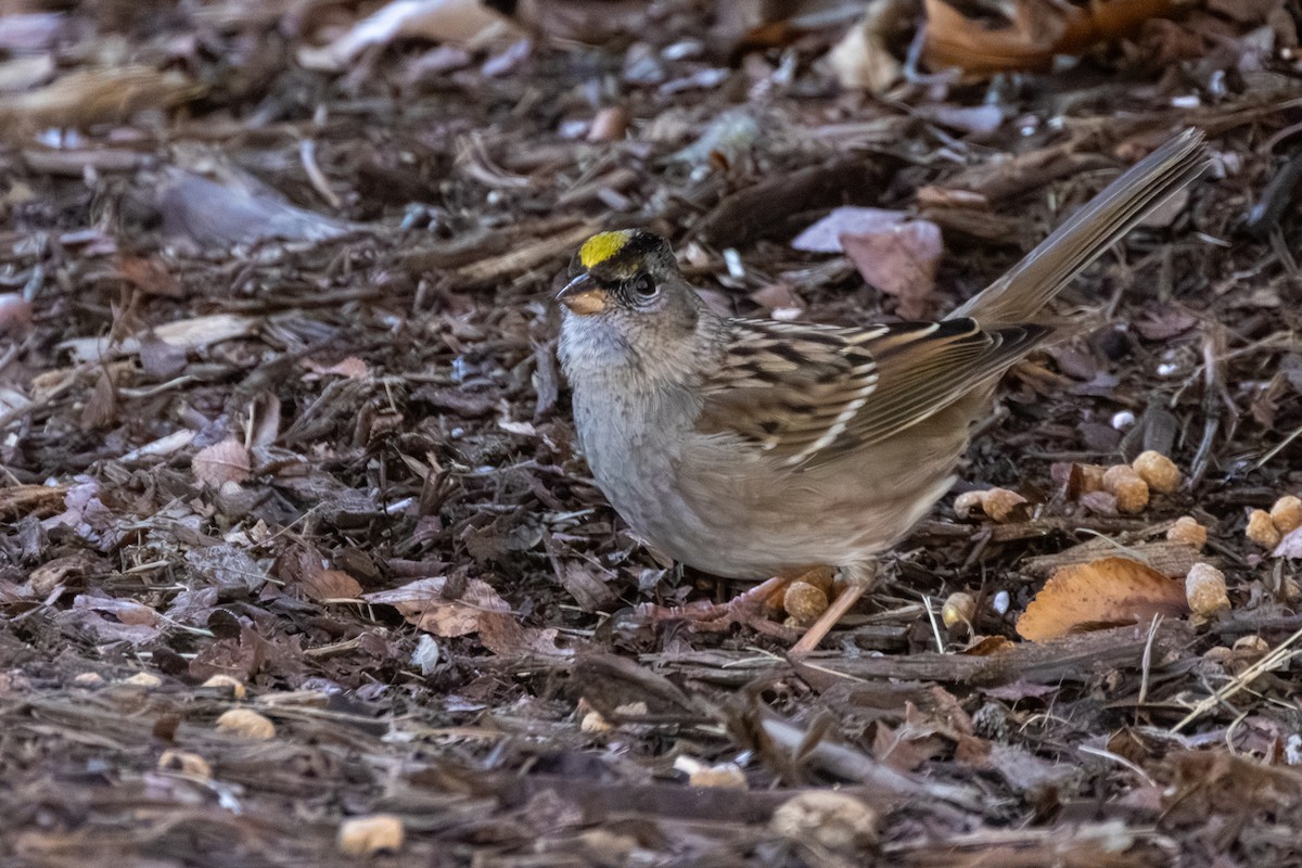 Golden-crowned Sparrow - ML613844033