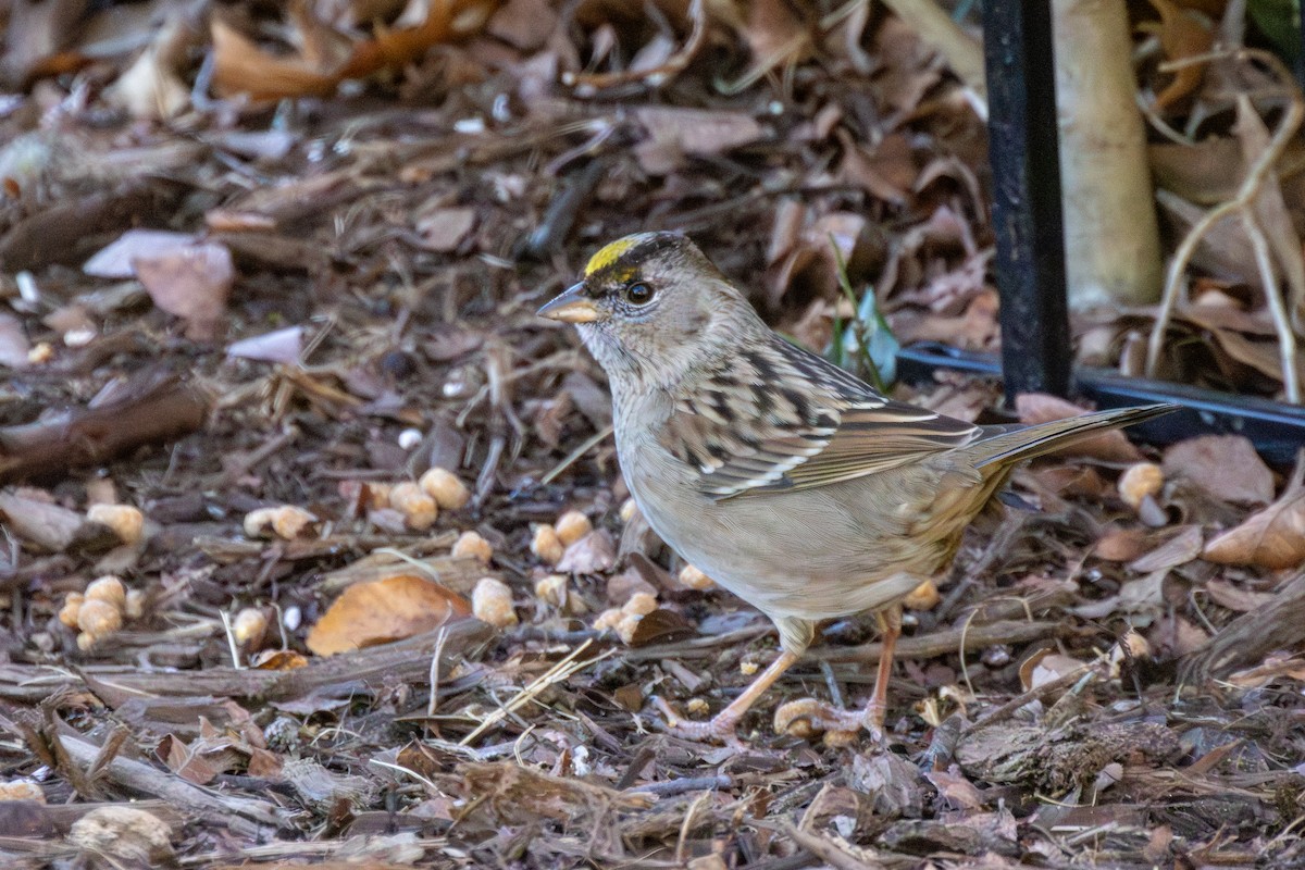 Golden-crowned Sparrow - ML613844034