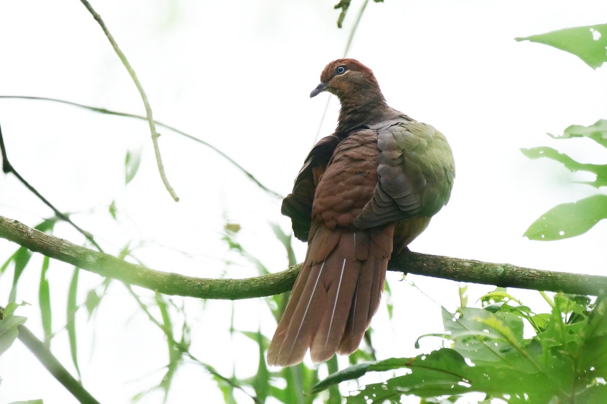 Brown Cuckoo-Dove - ML613844118