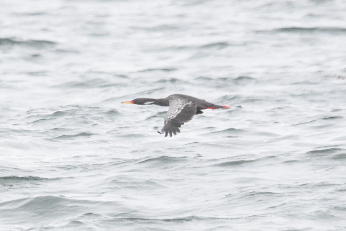 Red-legged Cormorant - ML613844579