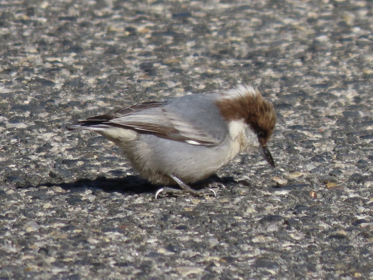 Brown-headed Nuthatch - ML613844622