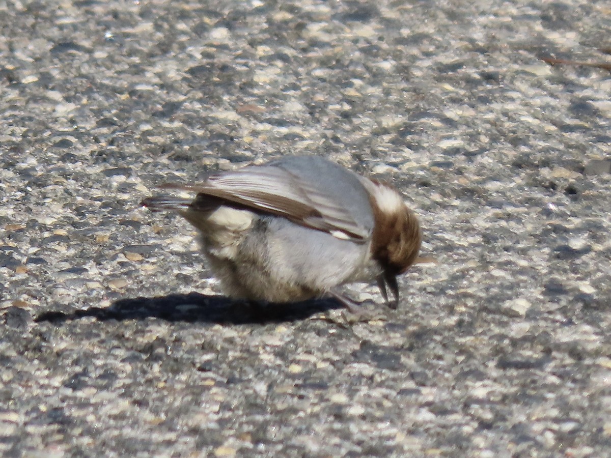 Brown-headed Nuthatch - ML613844625