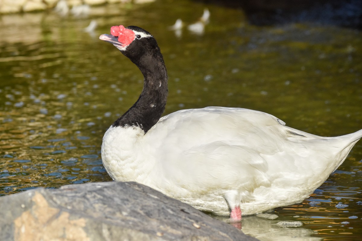 Black-necked Swan - ML613844847