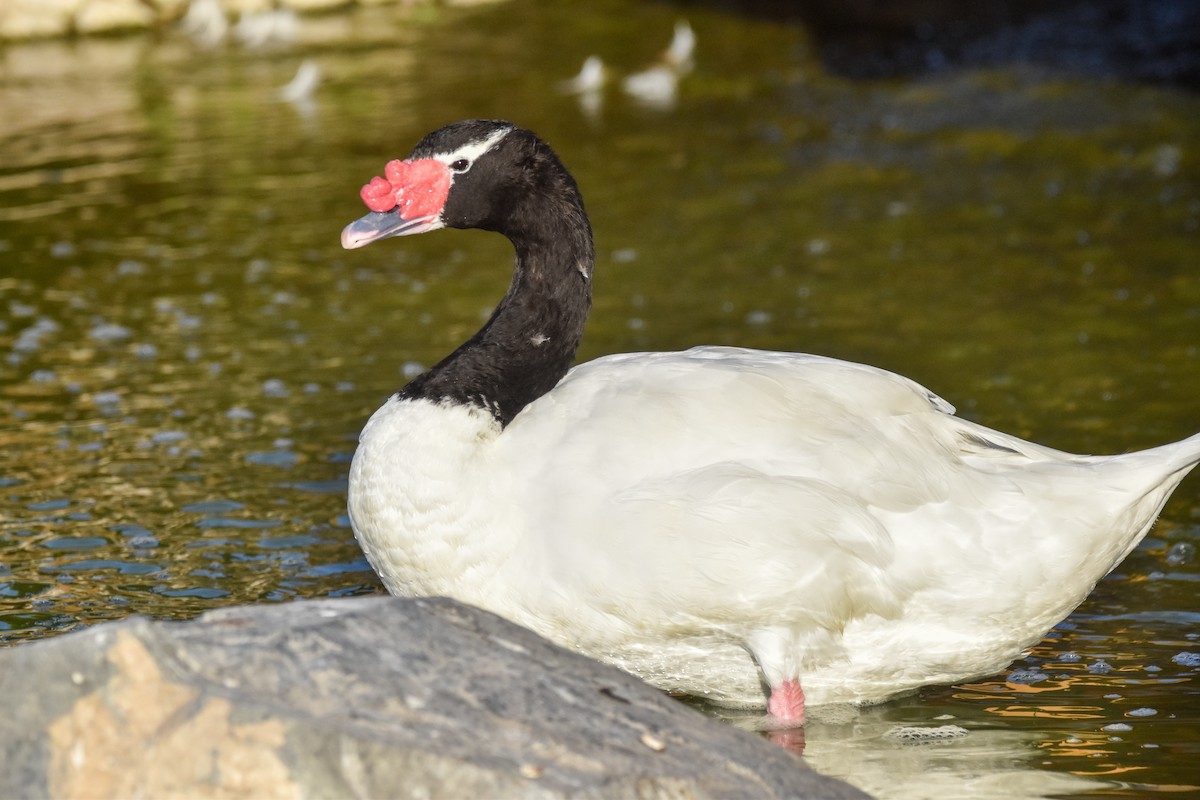 Black-necked Swan - ML613844848