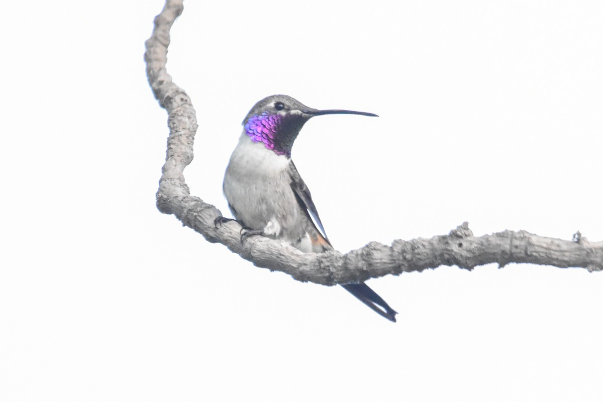Oasis Hummingbird - ML613844920