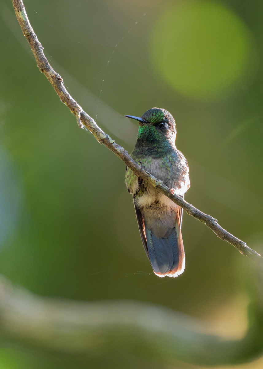 Emerald-chinned Hummingbird - ML613845145