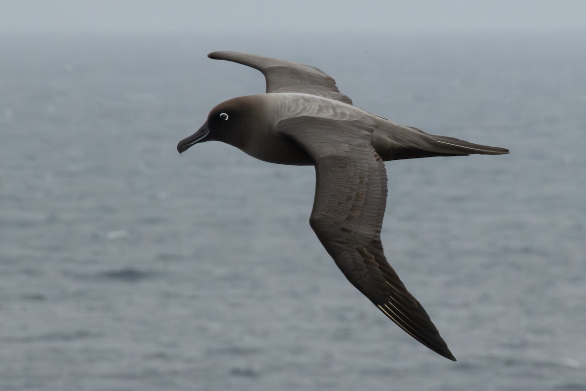 Light-mantled Albatross - ML613845419