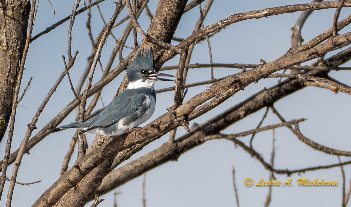 Belted Kingfisher - ML613845524