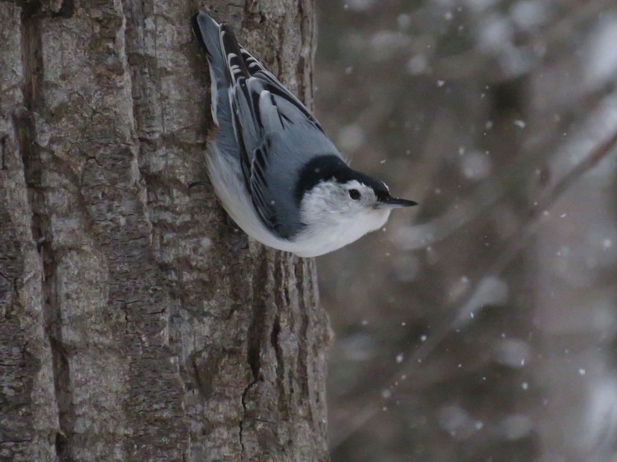 White-breasted Nuthatch - ML613845693