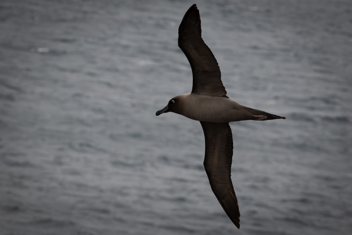 Light-mantled Albatross - ML613845844