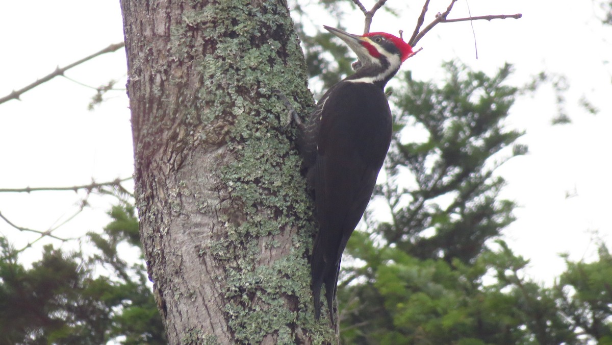 Pileated Woodpecker - ML613846026
