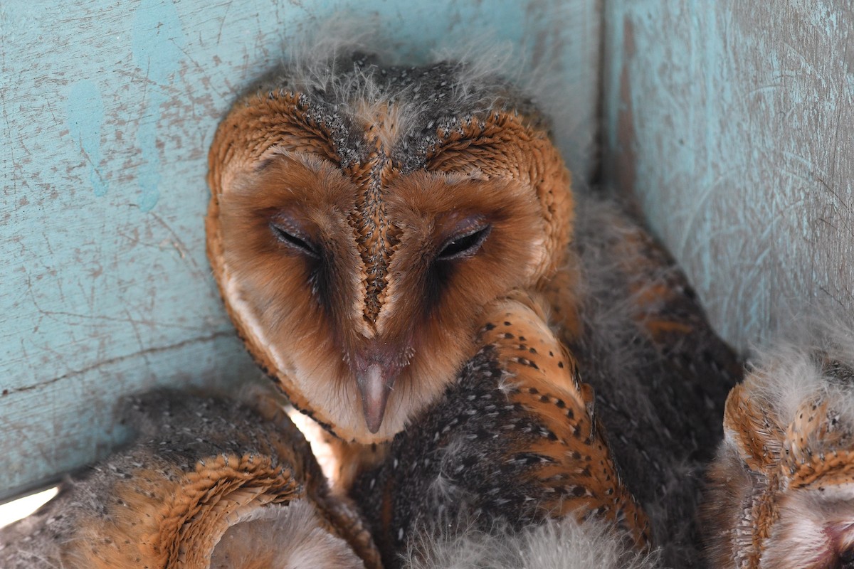 Barn Owl (African) - ML613846433