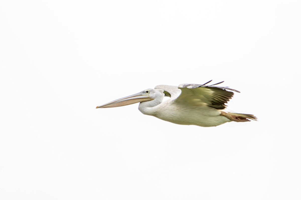 Pink-backed Pelican - ML613846676