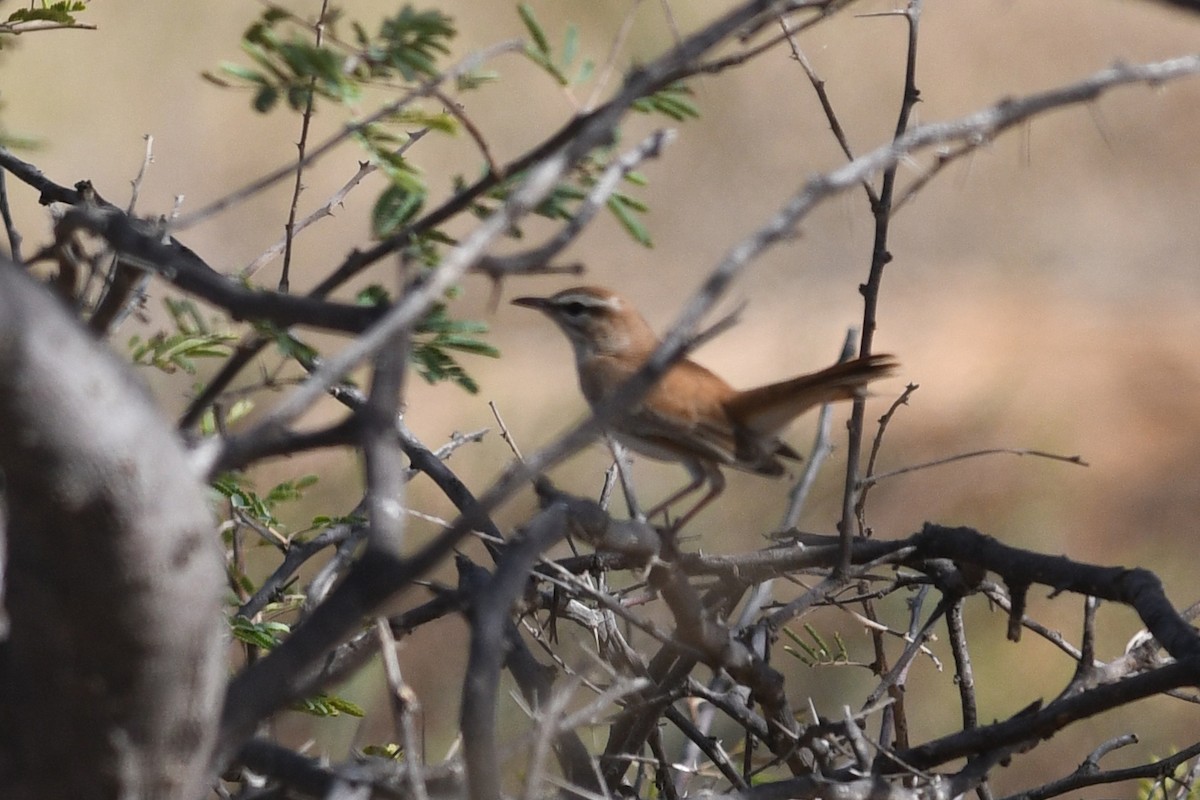 Rufous-tailed Scrub-Robin (African) - ML613846733